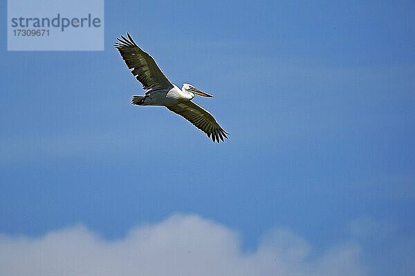 Krauskopfpelikan (Pelecanus crispus)  fliegend  Frankreich  Europa