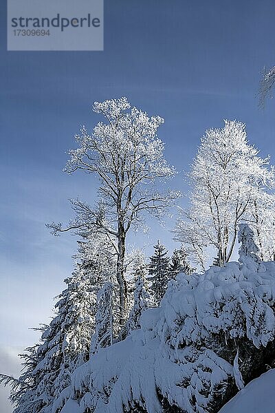 Winter  Verschneite Bäume  Bayern  Deutschland  Europa