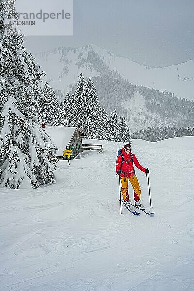 Junge Frau auf Skitour bei Schneefall  Skitourengeher  Skitour zur Brecherspitze  Mangfallgebirge  Bayerische Voralpen  Oberbayern  Bayern  Deutschland  Europa
