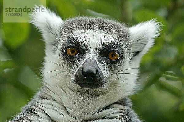 Katta (Lemur catta)  Tierporträt  Frankreich  Europa