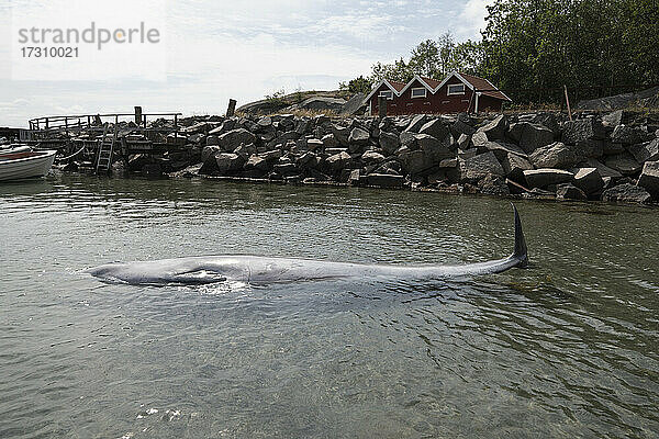 Kleinwal an der Wasseroberfläche  Bohuslan  Schweden