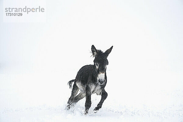 Niedlicher schwarzer Esel läuft im Schnee