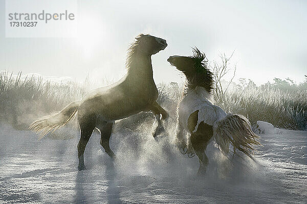 Playful Pferde Aufbäumen in sonnigen verschneiten Winter Feld