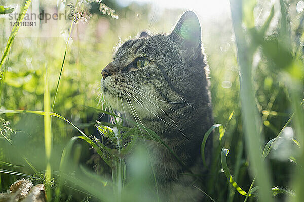 Close up neugierige Katze im hohen grünen Gras