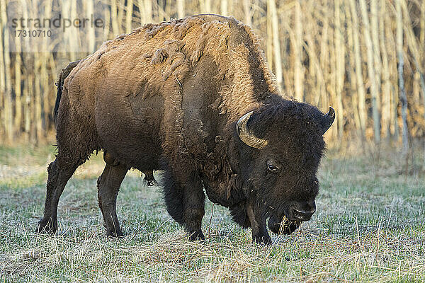Plains Bison beim Abwerfen des Winterfells im Frühling  Elk Island National Park  Alberta  Kanada  Nordamerika