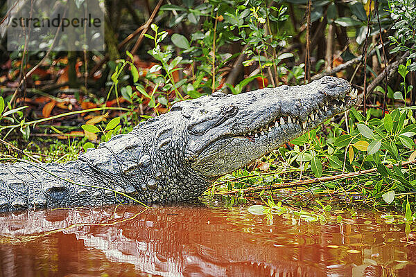 Amerikanischer Alligator (Alligator mississipiensis)  Sanibel Island  J.N. Ding Darling National Wildlife Refuge  Florida  Vereinigte Staaten von Amerika  Nordamerika