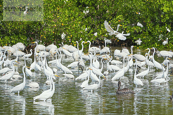 Gruppe von Silberreihern (Ardea alba) auf Nahrungssuche in einem Teich  J.N. Ding Darling National Wildlife Refuge  Florida  Vereinigte Staaten von Amerika  Nordamerika