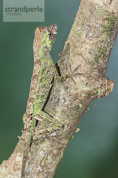 Mopsnasen-Ameiseneidechse (Norops capito) getarnt  Costa Rica  Mittelamerika