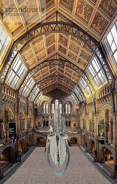 Innenraum  Natural History Museum  London  England  Vereinigtes Königreich  Europa