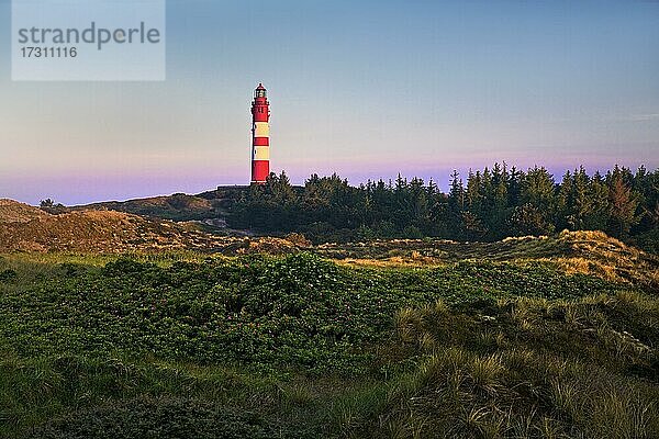 Heidelandschaft mit dem Leuchtturm im Morgenlicht  Insel Amrum  Nordfriesland  Schleswig-Holstein  Deutschland  Europa