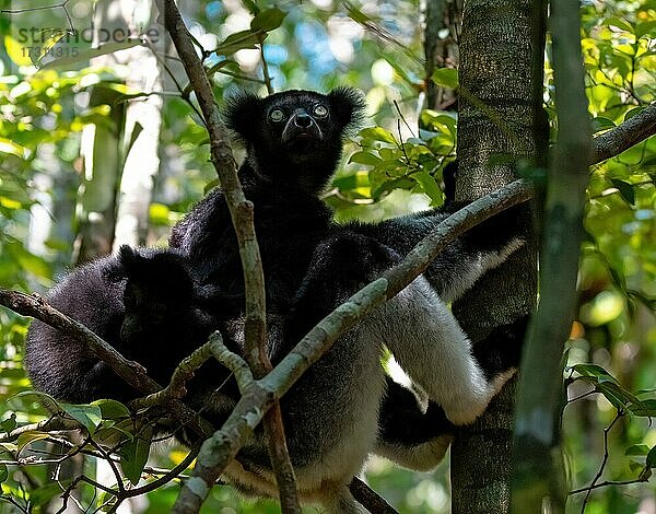 Lemur (Indri indri) mit Jungtier im Regenwald von Analamazaotra  im östlichen Hochland Madagaskars
