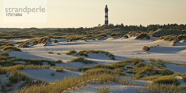 Dünen im Abendlicht mit dem Leuchtturm  Insel Amrum  Nordfriesland  Schleswig-Holstein  Deutschland  Europa