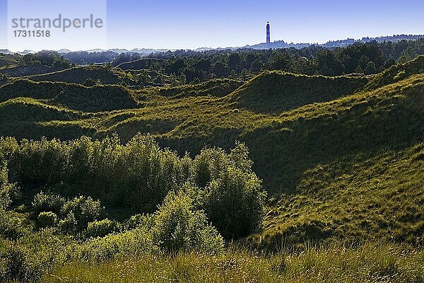 Bewachsene Dünenlandschaft mit dem Leuchtturm  Insel Amrum  Nordfriesland  Schleswig-Holstein  Deutschland  Europa