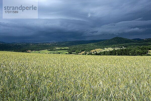 Stürmischer Himmel über einem Weizenfeld in der Limagne-Ebene  Departement Puy de Dome  Auvergne-Rhone-Alpes  Frankreich  Europa