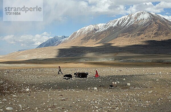 Eine kirgisische Frau in traditioneller Tracht und ein Mann bringen drei Yaks zum Melken nach Bozai Gumbaz  Wakhan-Korridor  Badachschan  Afghanistan  Asien