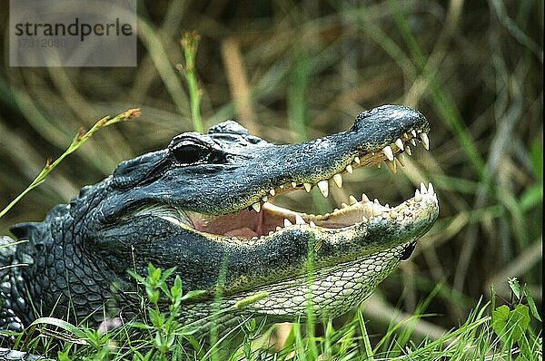 Alligator (Alligator mississippiensis) wartet auf Beute  Florida  USA  Nordamerika