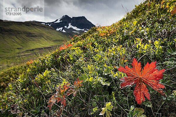 Herbstlich gefärbte Vegetation  Dyrfjöll  Island  Europa