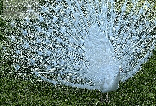 Weißer Pfauenhahn (Pavo cristatus mut alba) schlägt sein Rad  Bayern  Deutschland  Europa