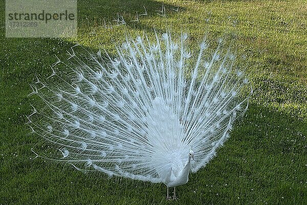 Weißer Pfauenhahn (Pavo cristatus mut alba) schlägt sein Rad  Bayern  Deutschland  Europa