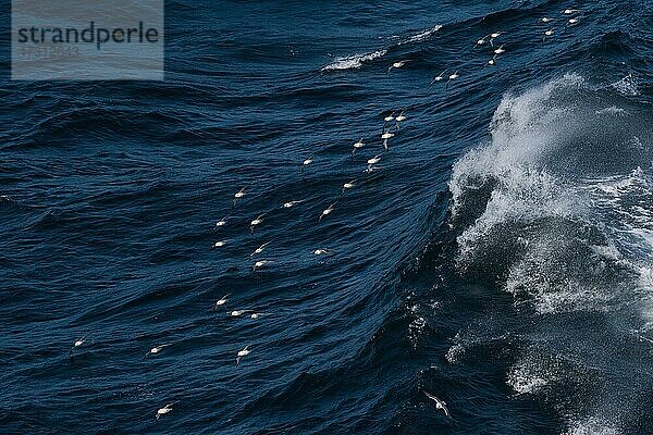 Eissturmvögel (Fulmarus glacialis) im Flug  Welle mit Gischt  Nordsee