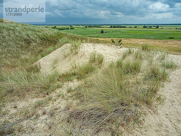 Sandtrockenrasen im Naturschutzgebiet Binnendünen bei Klein Schmölen  UNESCO-Biosphärenreservat Flusslandschaft Elbe-Mecklenburg-Vorpommern  Klein Schmölen  Mecklenburg-Vorpommern  Deutschland  Europa