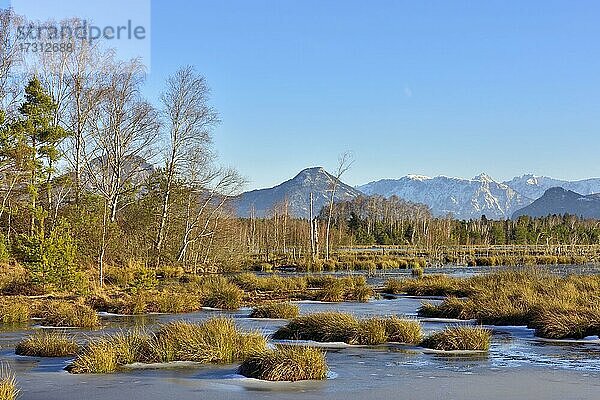 Wasserfläche vereist  in Moorlandschaft mit Birken (Betula pubescens) und Kiefern (Pinus sylvestris)  hinten Schnee bedecktes Kaisergebirge (Zahmer und Wilder Kaiser)  Grundbeckenmoor Raubling  Bayern  Deutschland  Europa