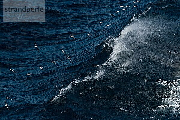 Eissturmvogel (Fulmarus glacialis) im Flug  Welle mit Gischt  Nordsee