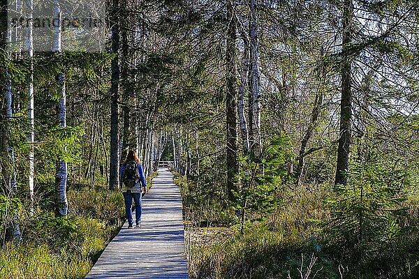Wanderer am Holzbohlenweg  Naturerlebnispfad Kaltbronn  Wildseemoor  Naturschutzgebiet  bei Bad Wildbad  Nordschwarzwald  Schwarzwald  Baden-Württemberg  Deutschland  Europa