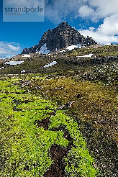 Grünes Quellmoos (Fontinalis antipyretica)  Bachlauf  Dyrfjöll  Island  Europa