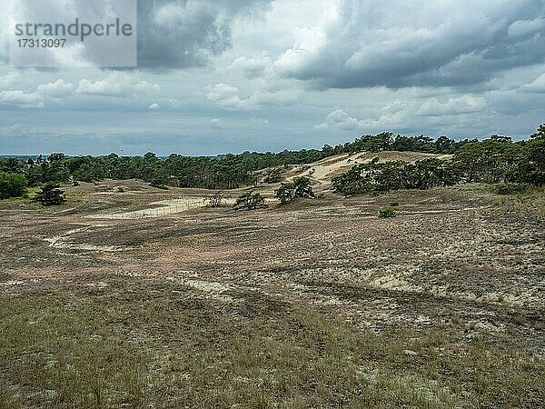 Sandtrockenrasen im Naturschutzgebiet Binnendünen bei Klein Schmölen  UNESCO-Biosphärenreservat Flusslandschaft Elbe-Mecklenburg-Vorpommern  Klein Schmölen  Mecklenburg-Vorpommern  Deutschland  Europa