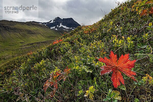 Herbstlich gefärbte Vegetation  Dyrfjöll  Island  Europa