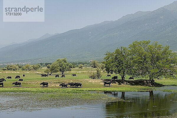 Wasserbüffel (Bubalus bubalis)  im Feuchtgebiet des Kerkini-See  Mazedonien  Griechenland  Europa