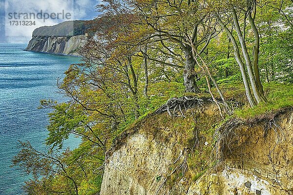Abbruchkante  Kreidefelsen der Steilküste  Nationalpark Jasmund  UNESCO-Weltnaturerbe  Insel Rügen  Mecklenburg-Vorpommern  Deutschland  Europa