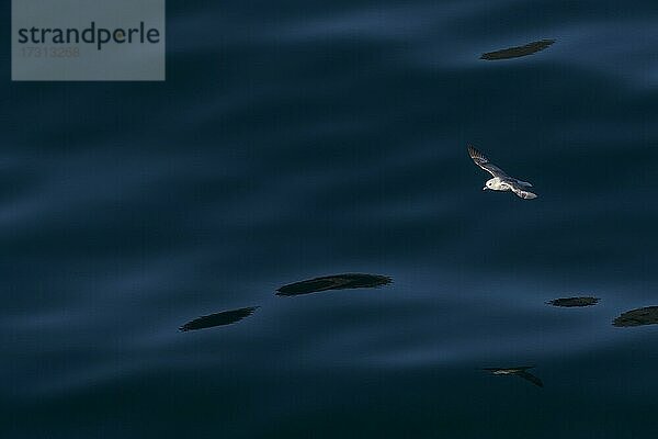Eissturmvogel (Fulmarus glacialis) im Flug  Nordsee