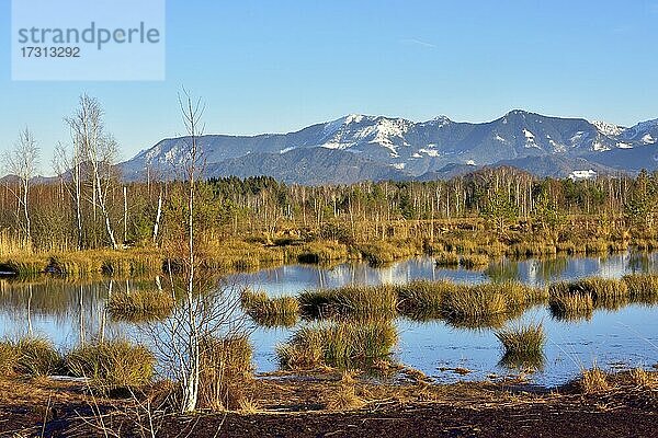 Moorteich mit gewöhnlichen Teichbinsen (Schoenoplectus lacustris) und Baumgruppe Gemeine Kiefer (Pinus sylvestris) und Birke (Betula pubescens)  hinten Schnee bedeckte Chiemgauer Alpen (Hochries) Grundbeckenmoor Raubling  Bayern Deutschland