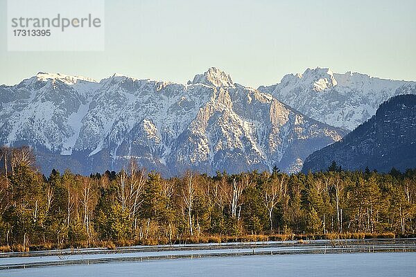 Wasserfläche in Moorlandschaft mit Birken (Betula pubescens) und Kiefern (Pinus sylvestris)  hinten Schnee bedecktes Kaisergebirge (Zahmer und Wilder Kaiser)  Grundbeckenmoor Raubling  Bayern  Deutschland  Europa