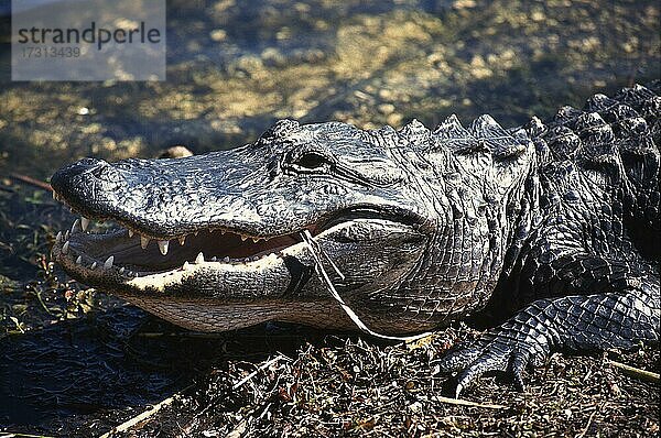 Alligator (Alligator mississippiensis) wartet auf Beute  Florida  USA  Nordamerika