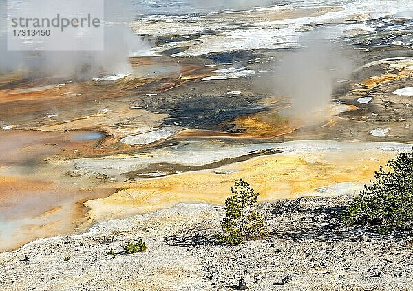 Abstrakte Detailaufnahme  heiße Quellen  kleiner Baum vor bunten Mineralienablagerungen im Porcelain Basin  Noris Geyser Basin  Yellowstone Nationalpark  Wyoming  USA  Nordamerika