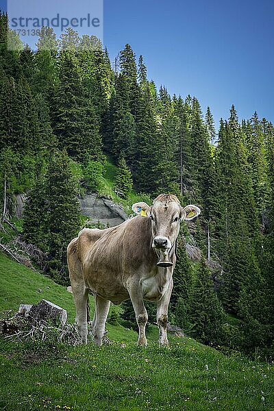 Tiroler Grauvieh auf einer Weide  Seiseralm  Südtirol  Italien  Europa