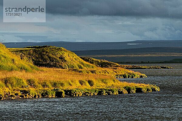 Grasbewachsenes Ufer im Abendlicht  Mývatn  Nordisland  Island  Europa