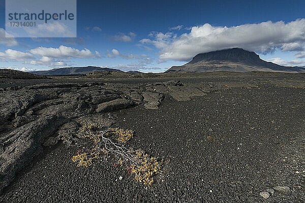 Arktische Weide (Salix arctica) oder Arktis-Weide  Lavawüste  im Hintergrund Tafelvulkan Herðubreið oder Herdubreid  isländisches Hochland  Island  Europa