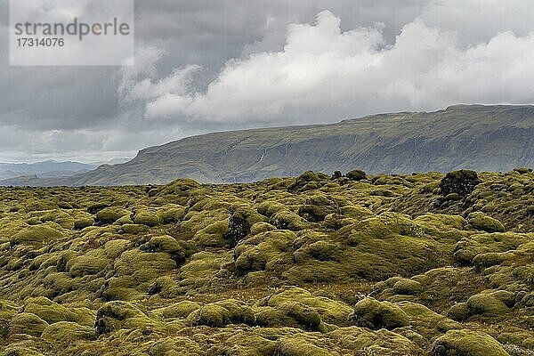 Von Zackenmützenmoos (Racomitrium elongatum) überwachsene Lava  Ytra Hraun  bei Kirkjubæjarklaustur  Kirkjubaejarklaustur  Gemeinde Skaftárhreppur  Region Suðurland  Sudurland  Island  Europa