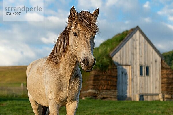 Islandpferd (Equus islandicus) im Abendlicht vor Pferdestall in originaler Torfbauweise  Lýtingsstaðir  Nord-Island  Island  Europa