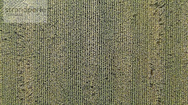 Luftaufnahme  Maisfeld bei Barum  Niedersachsen  Deutschland  Europa