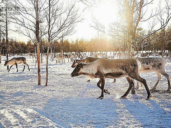Rentier (Rangifer tarandus) im Schnee mit Sonne  Rovaniemi  Finnland  Europa