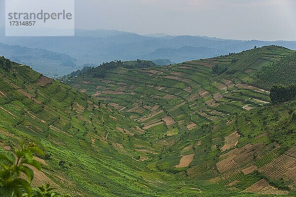 Terrassenfelder im Südwesten Ugandas