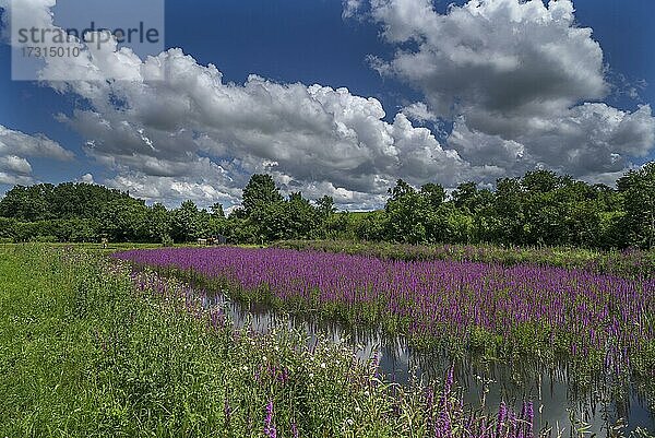 Gewöhnlicher Blutweiderich (Lythrum salicaria)  in einem Fischteich  Wolkenhimmel  Bayern  Deutschland  Europa