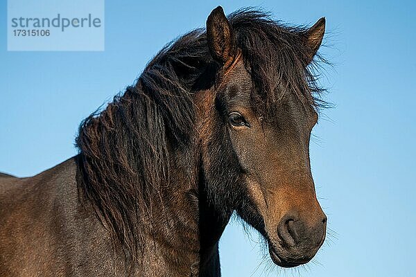 Islandpferd (Equus islandicus)  Portrait  Halbinsel Skagi  Island  Europa