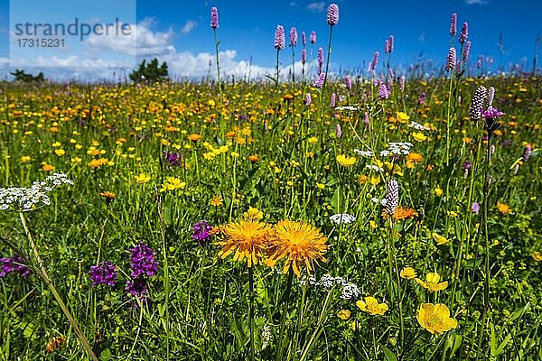 Blumen und Wildkräuter auf einer Wiese der Seiseralm  Südtirol  Italien  Europa