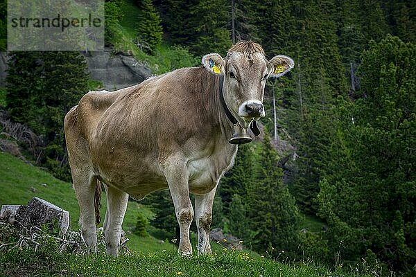 Tiroler Grauvieh auf einer Weide  Seiseralm  Südtirol  Italien  Europa